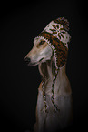 sighthound