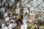 Saluki