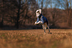 Saluki