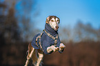 Saluki