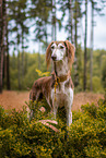 Saluki