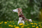 Saluki