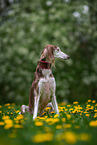 Saluki