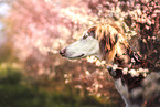 Saluki