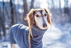 Saluki