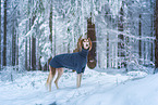 Saluki