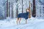 Saluki