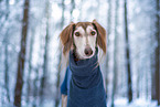 Saluki