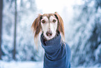 Saluki
