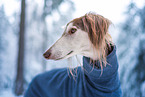 Saluki