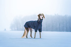 Saluki