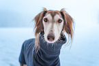 Saluki