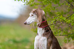 Saluki