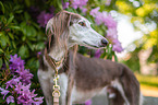 Saluki