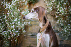 Saluki