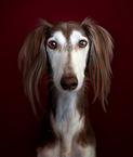 Saluki