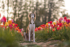 Saluki