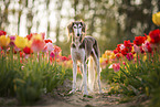 Saluki