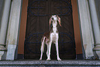 Saluki