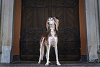 Saluki