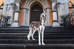 Saluki