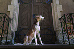 Saluki