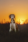 Saluki