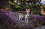 Saluki