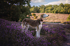 Saluki