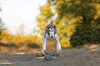 Saluki