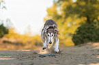 Saluki