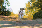 Saluki