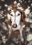 Saluki
