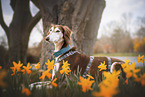 Saluki
