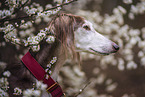 Saluki