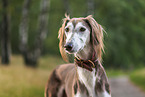 Saluki
