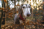 Saluki