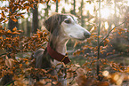 Saluki