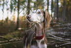 Saluki
