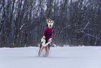 Saluki