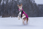 Saluki