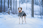 Saluki