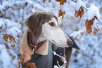 Saluki
