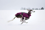 Saluki
