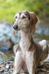 Saluki