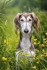 Saluki