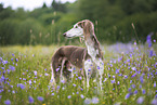 Saluki