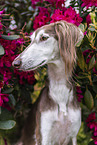 Saluki