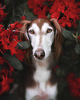 Saluki