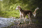 Saluki
